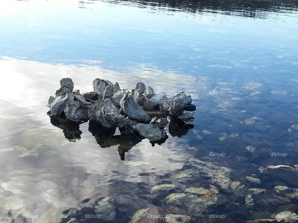 oysters
