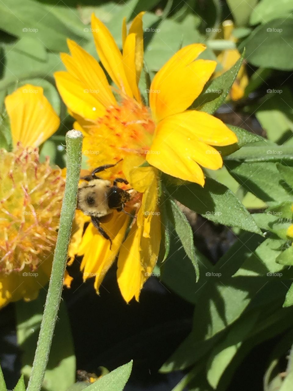 Be pollination on a bright summer day 