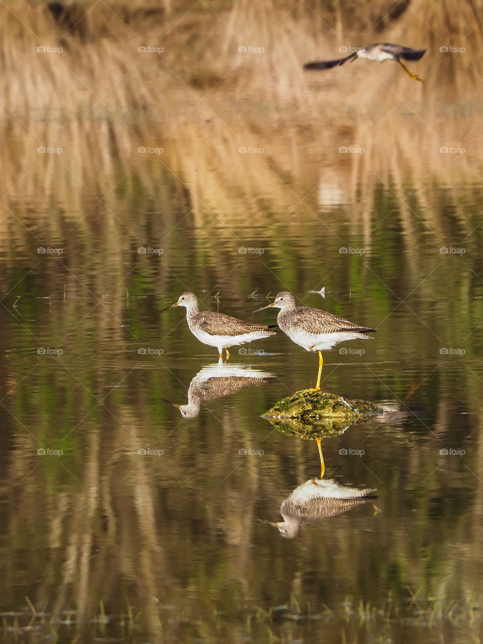 Greater Yellow-Legs in the Morning Light with Reflection