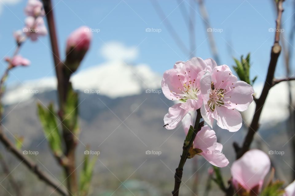 Apple blossoms in the beautiful Himalayas 