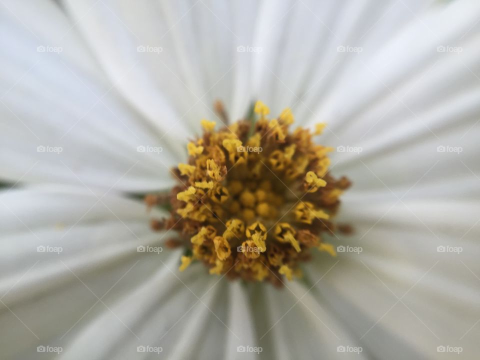 White flower yellow center. White flower yellow disk closeup