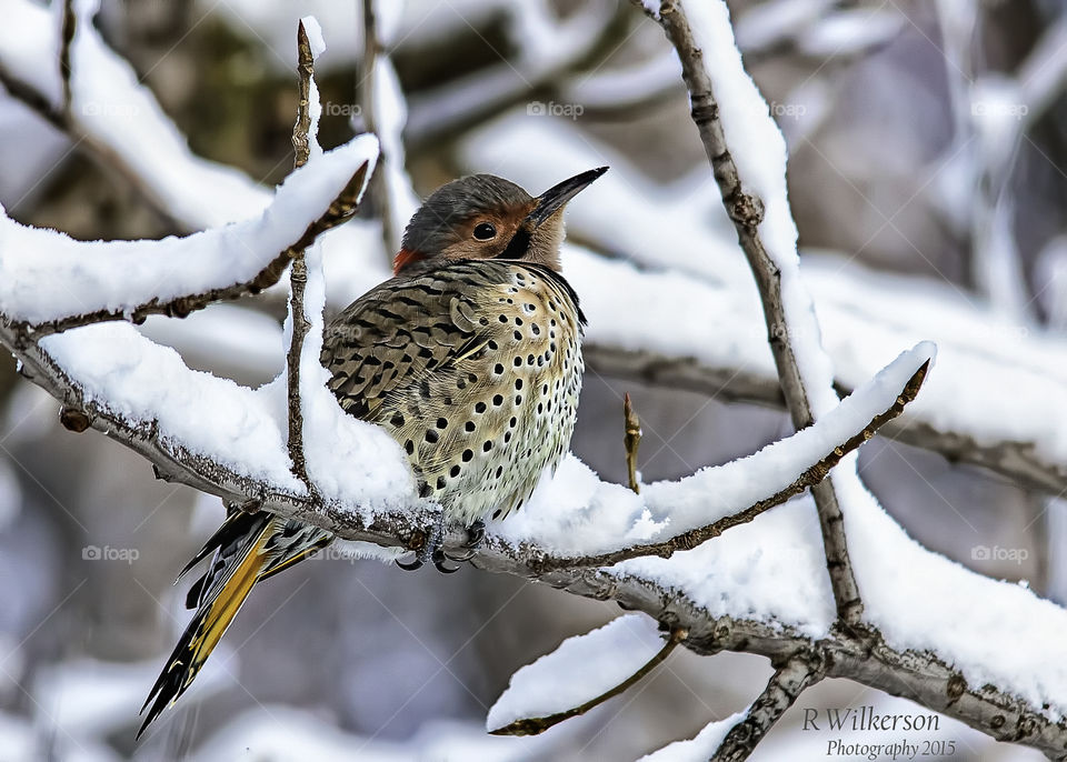 Snow bird. Northern flicker