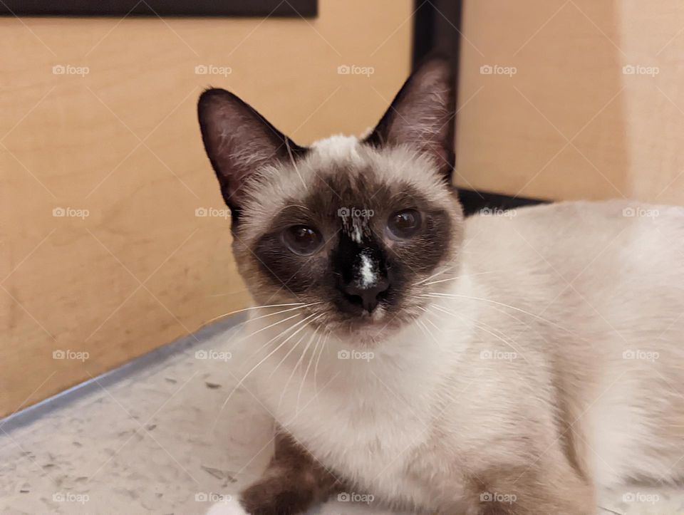 Every day is Caturday