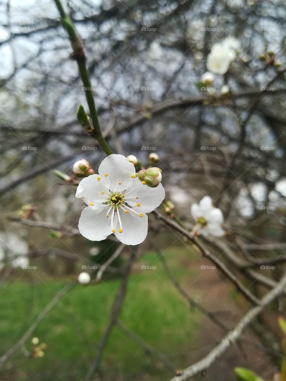 Cherry Blossom