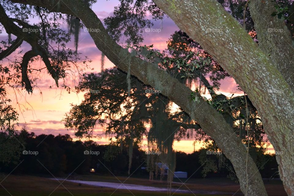 Tree, No Person, Landscape, Park, Wood