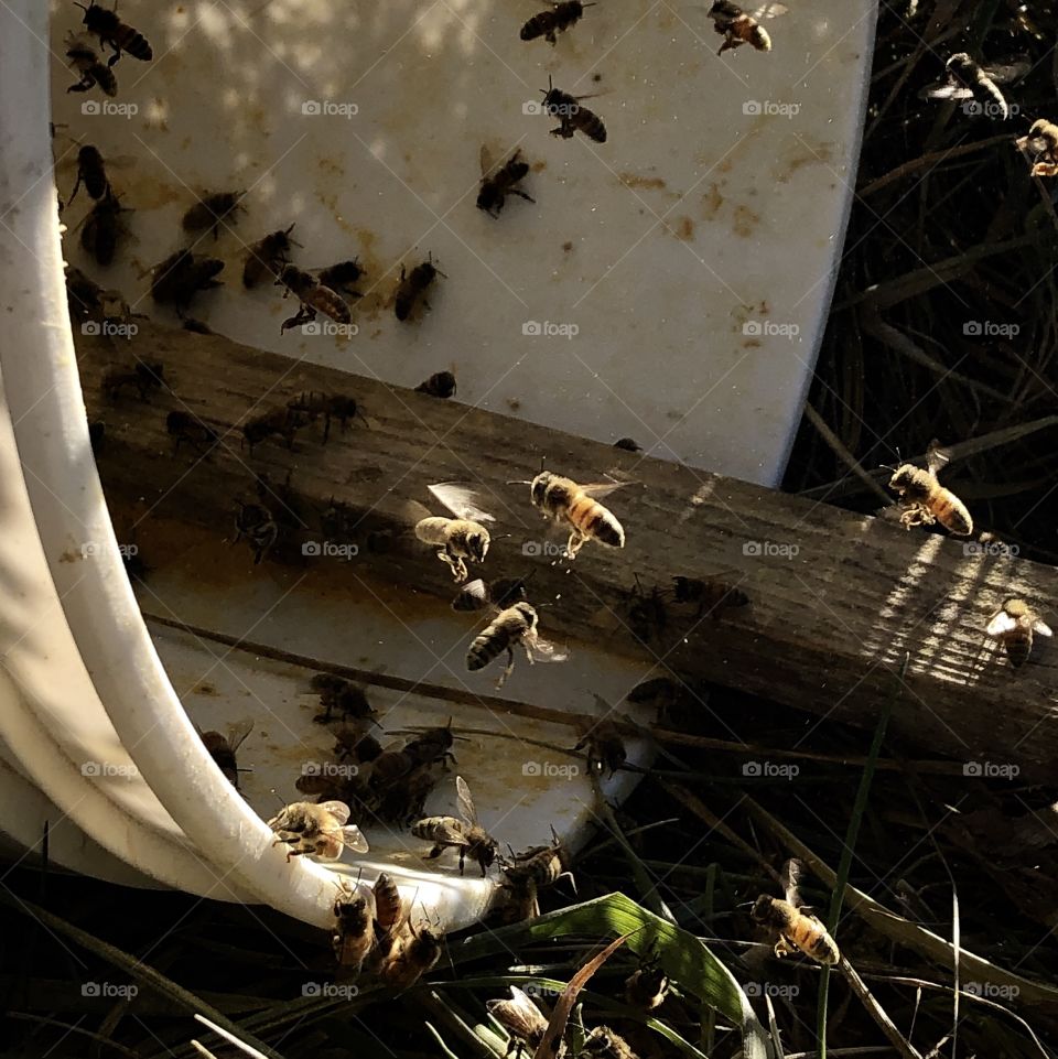 Bees, honeybee, honeybees, flight, flying, feed, feeders, feeding, pollen, substitute, wing, wings, bug, bugs, insect, insects, bucket, 