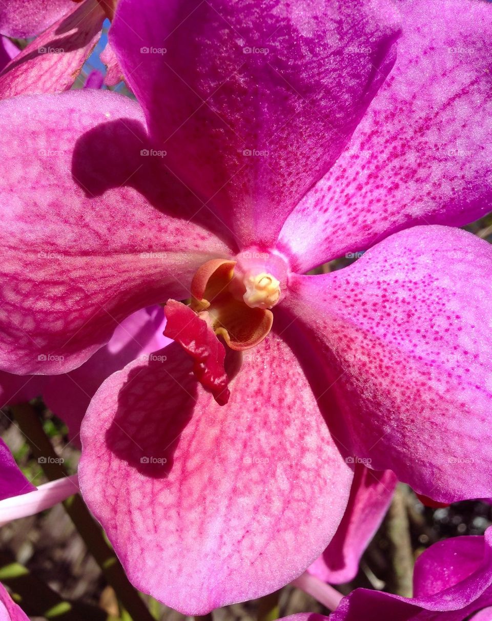 Orchid delights 