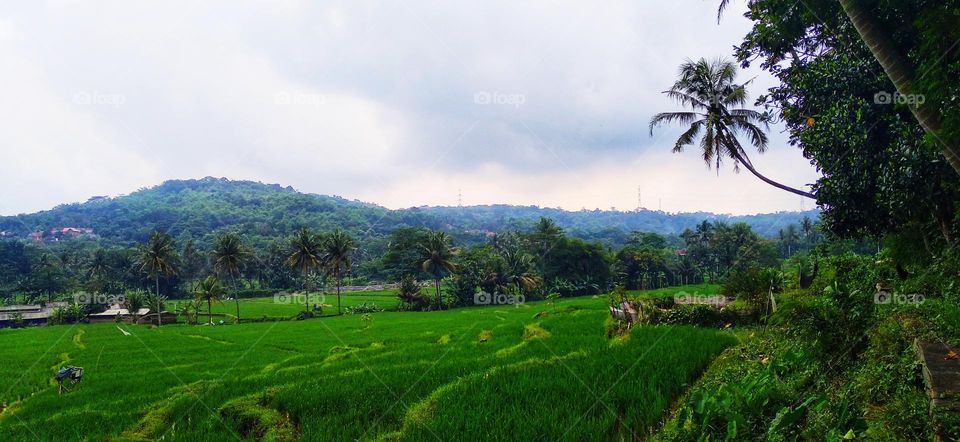 View of the rice fields and surrounding areas when it's cloudy