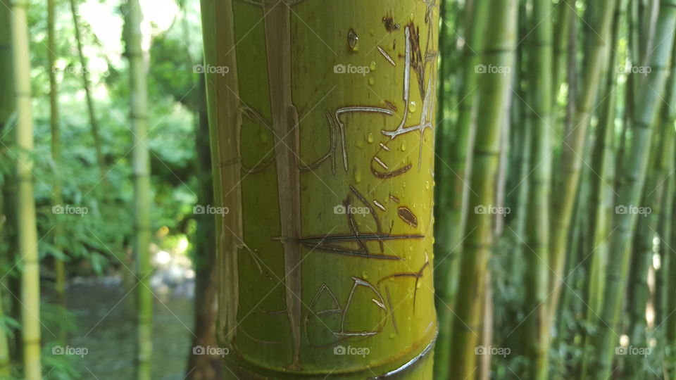 Bamboo, No Person, Leaf, Wood, Nature