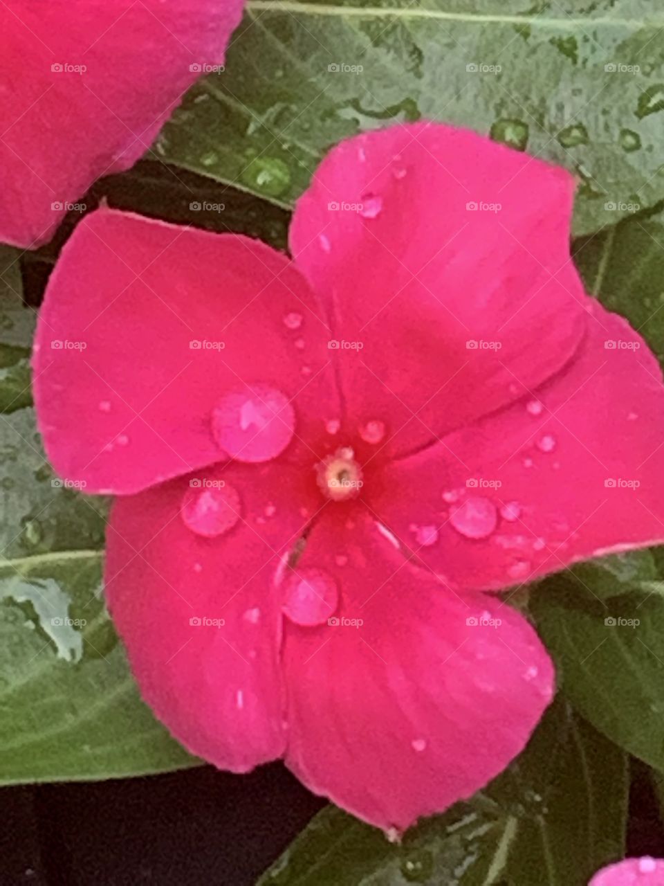 Raindrops on Flora