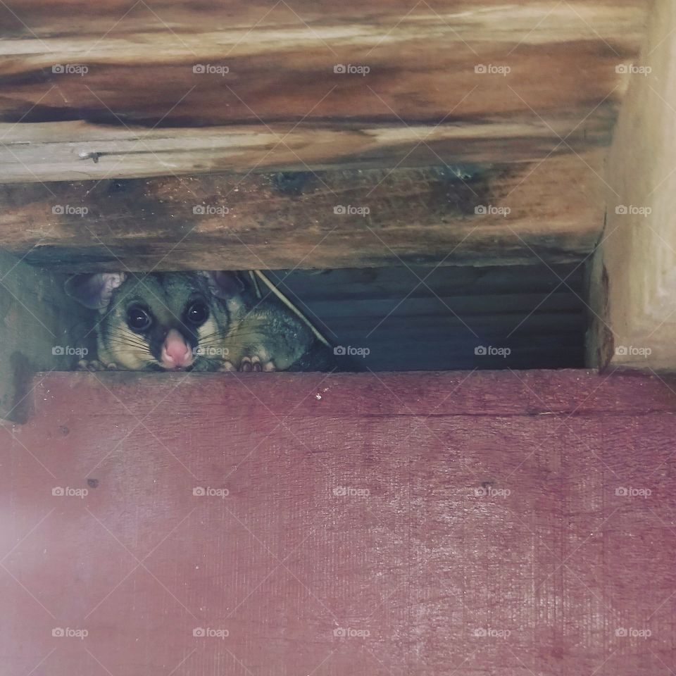 possum sheltering
