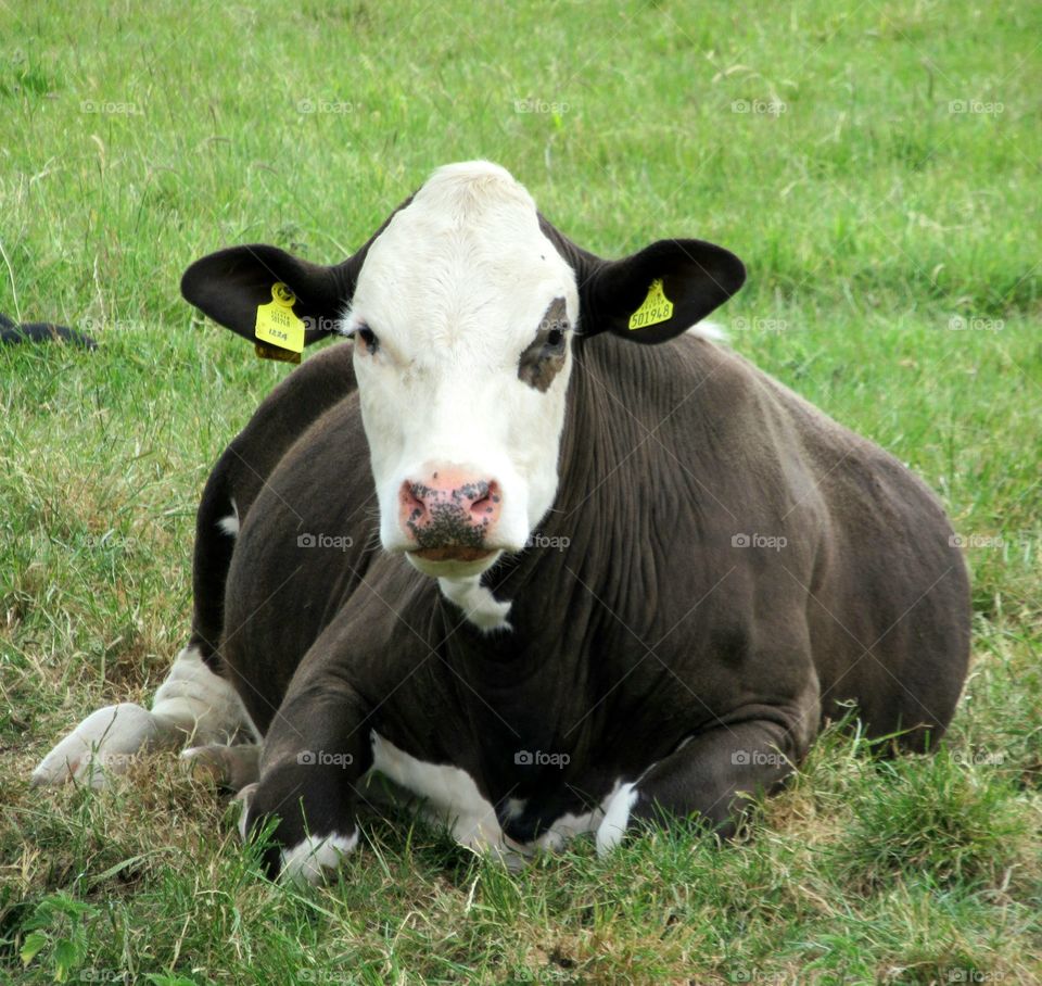 Cow sat down taking a rest