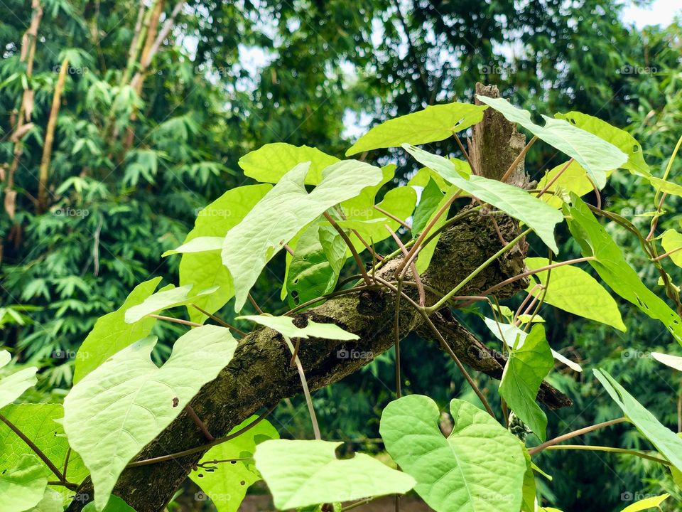 Leaves 