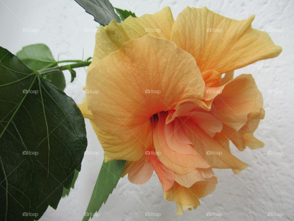 Chinese rose - hibiscus