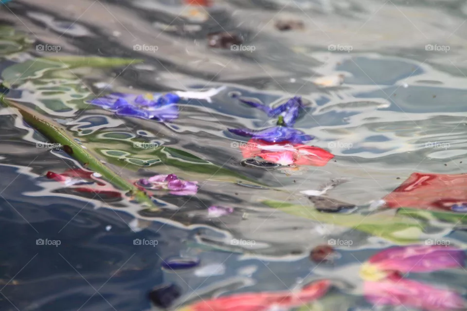 petals dancing in the water