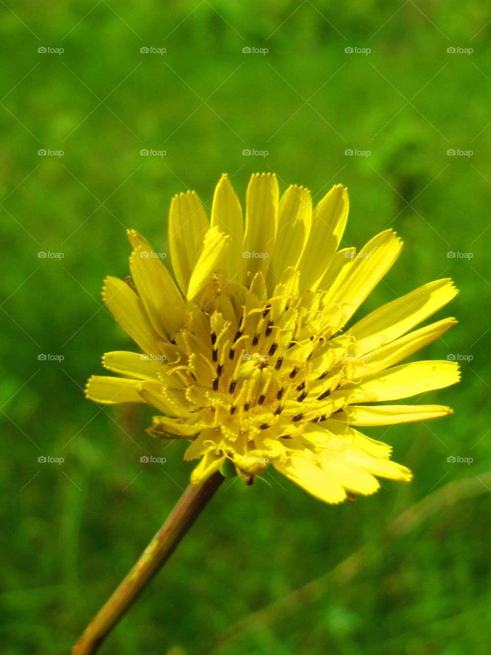 Weed or Wildflower?. Yellow Dandelion 