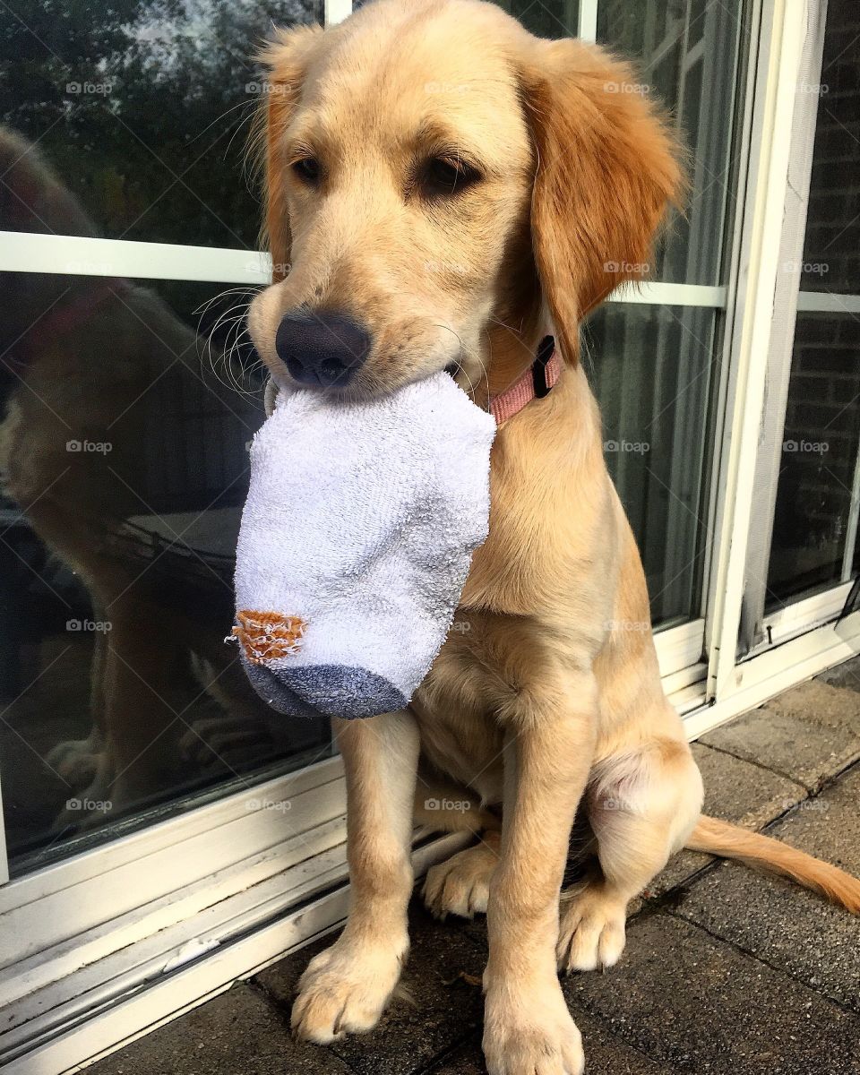 Golden retriever puppy got a sock