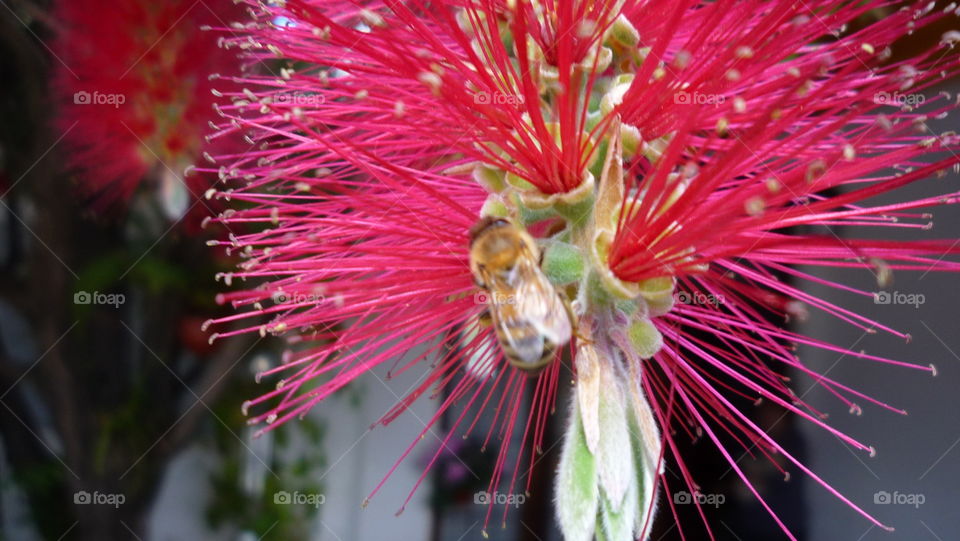 Bee in the red flower