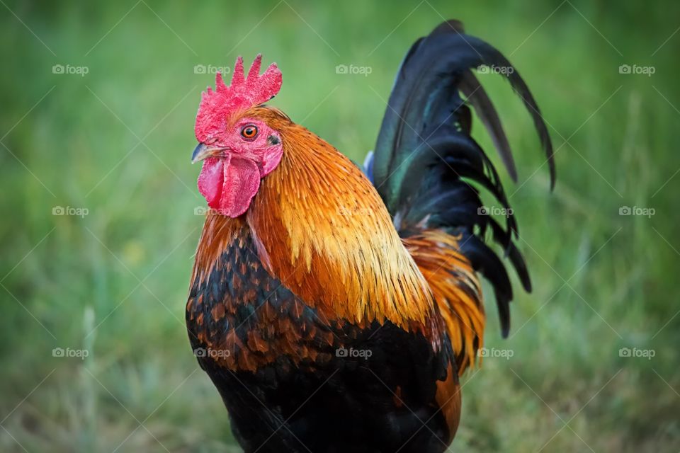 Chicken on a field
