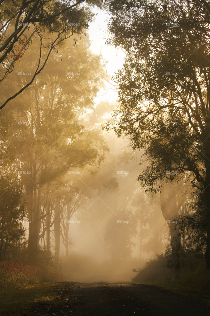 View of fog covered trees