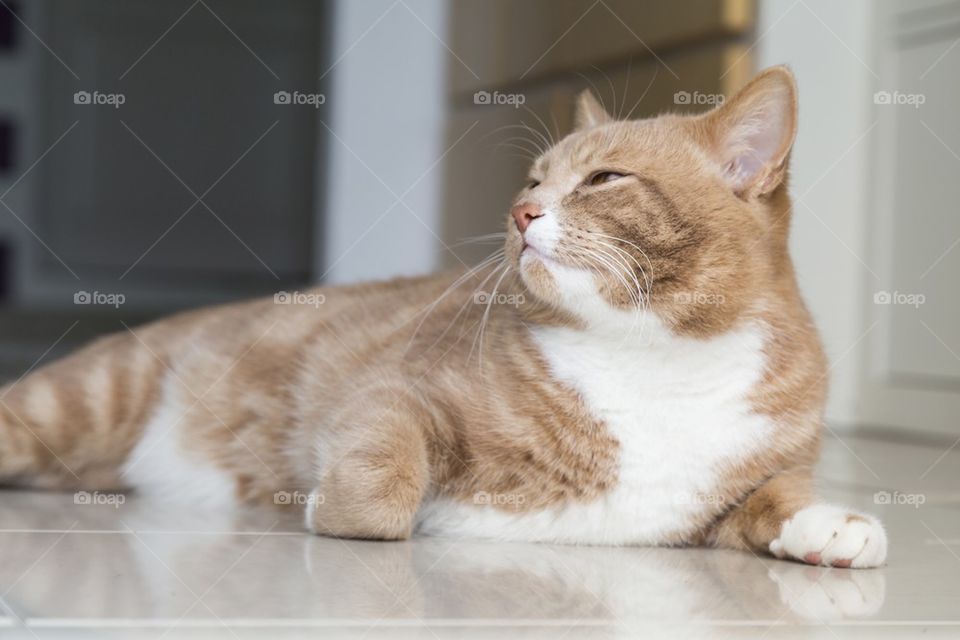 Ginger cat at home on white floor