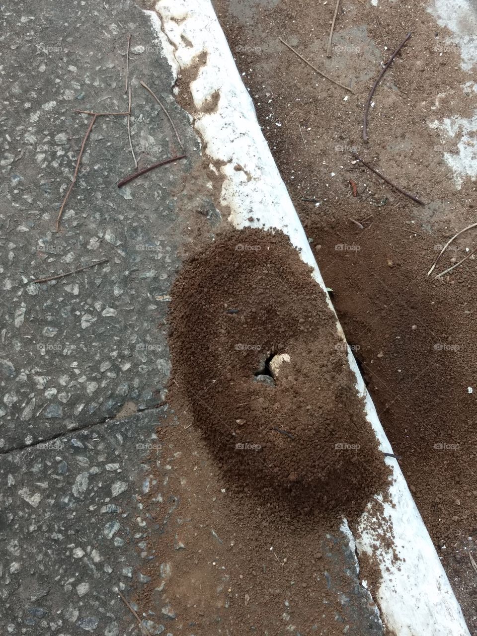 house ant