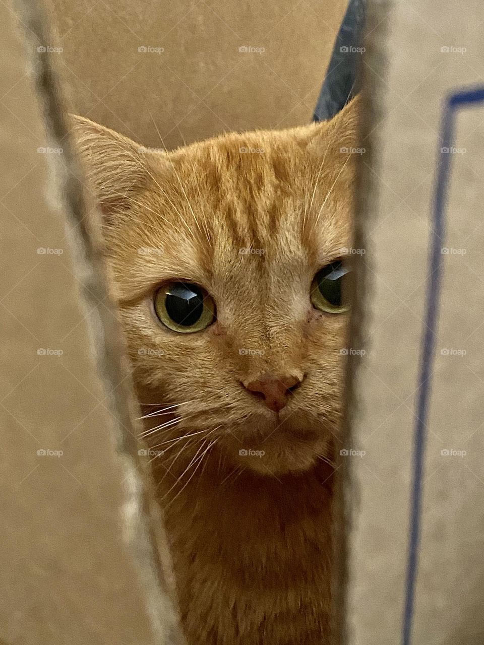 A cute orange tabby cat sitting in a large cardboard box