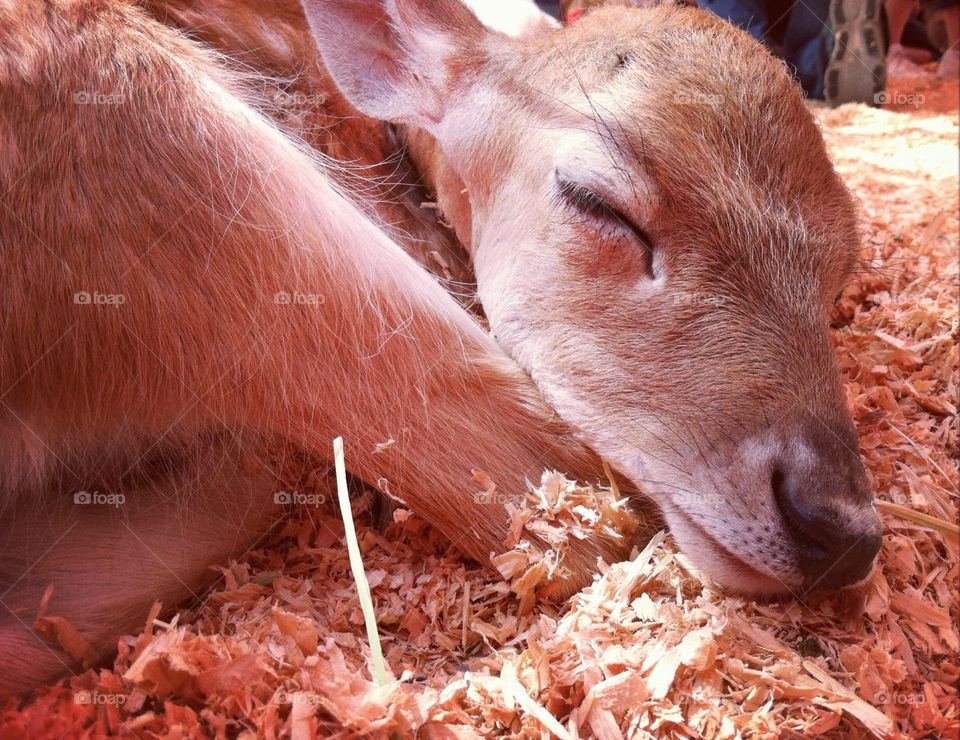 Baby deer 
