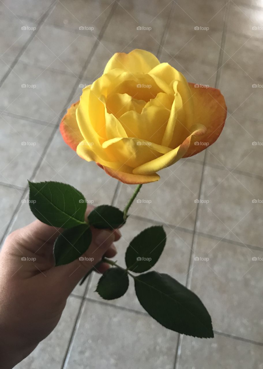 Holding Home grown yellow rose 