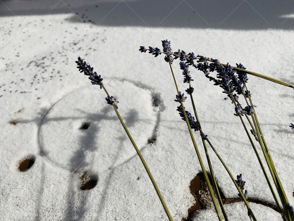 Dried lavender flowers against the fresh-fallen snow. It’s late November in the Midwest. 