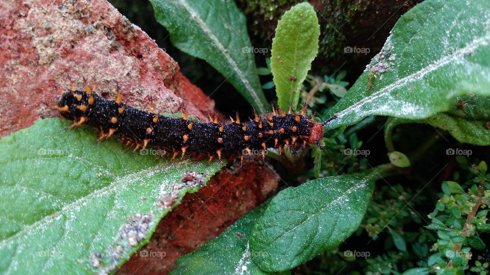 Caterpillars crawling on a mossy rock.