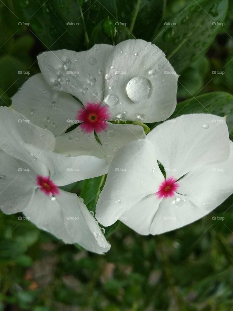 flower garden in india
