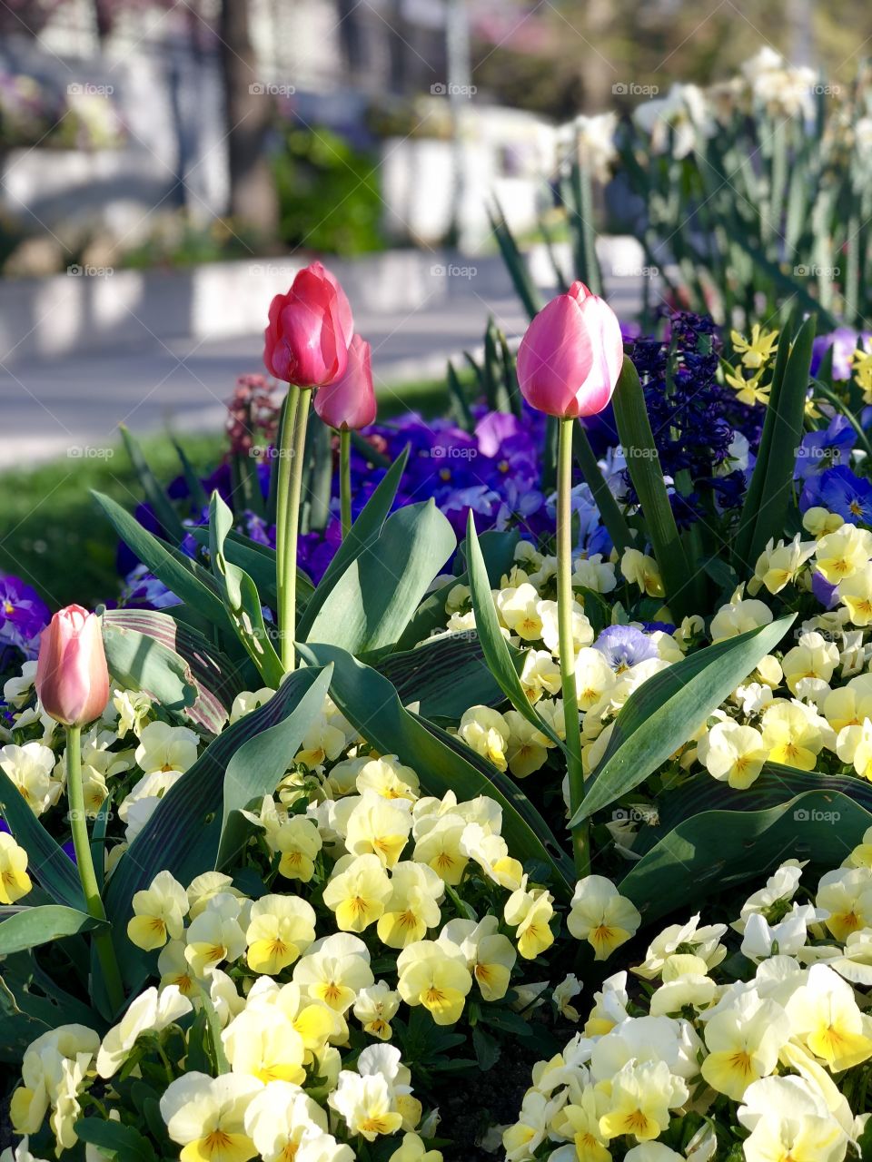 Easter tulips at Temple Square in Downtown Salt Lake City. A sunny spring day hints toward summer.