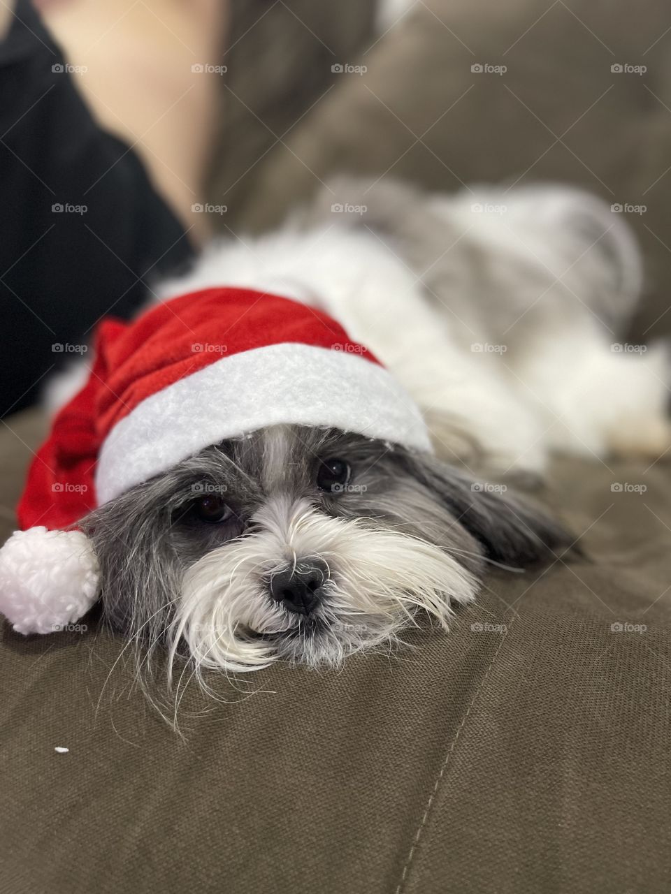 Puppy in Christmas mood