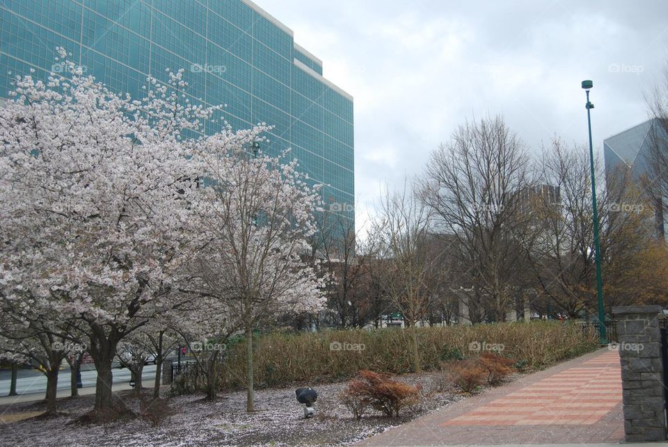 Building tree blooming