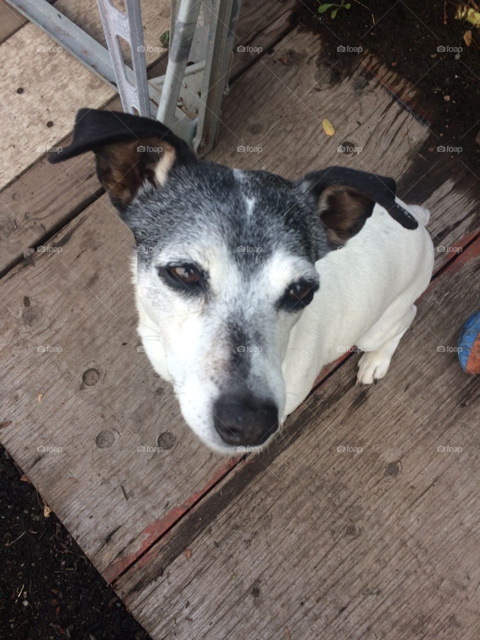 Coco the Jack Russell 