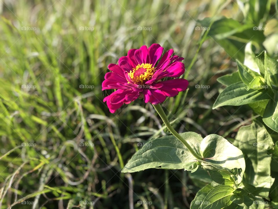 Fuchsia zinnia