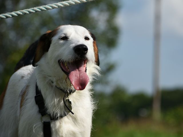 Cute dog enjoying summer afternoon in nature park 
