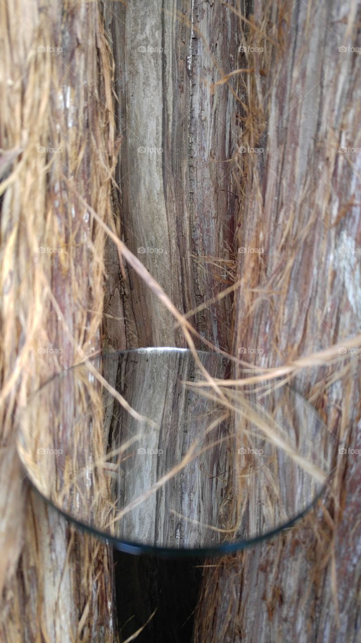 Cedar  Bark Reflections