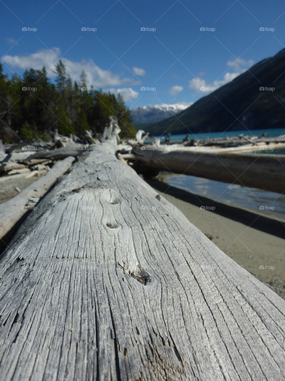 Log at the lake