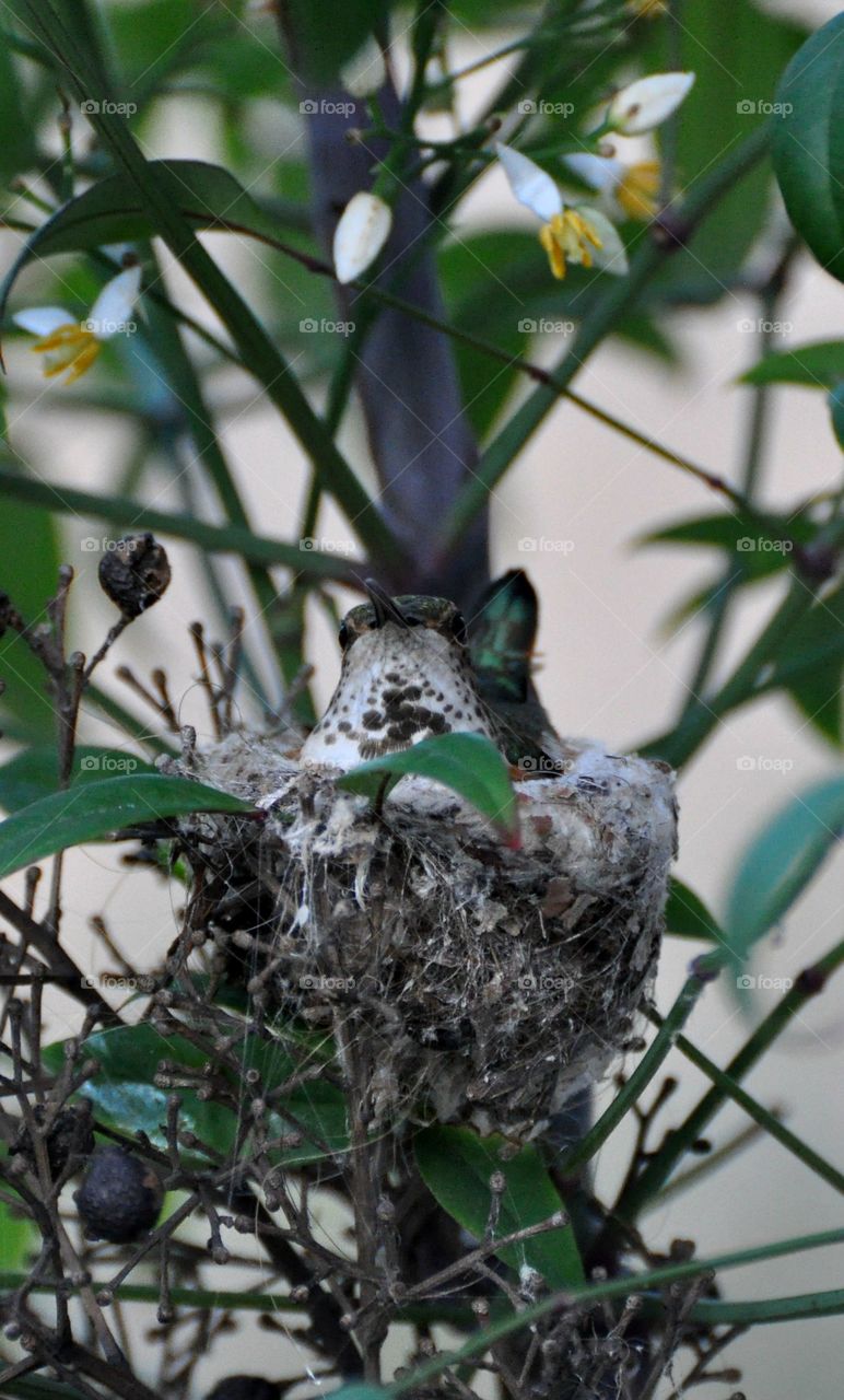 Nesting Hummingbird