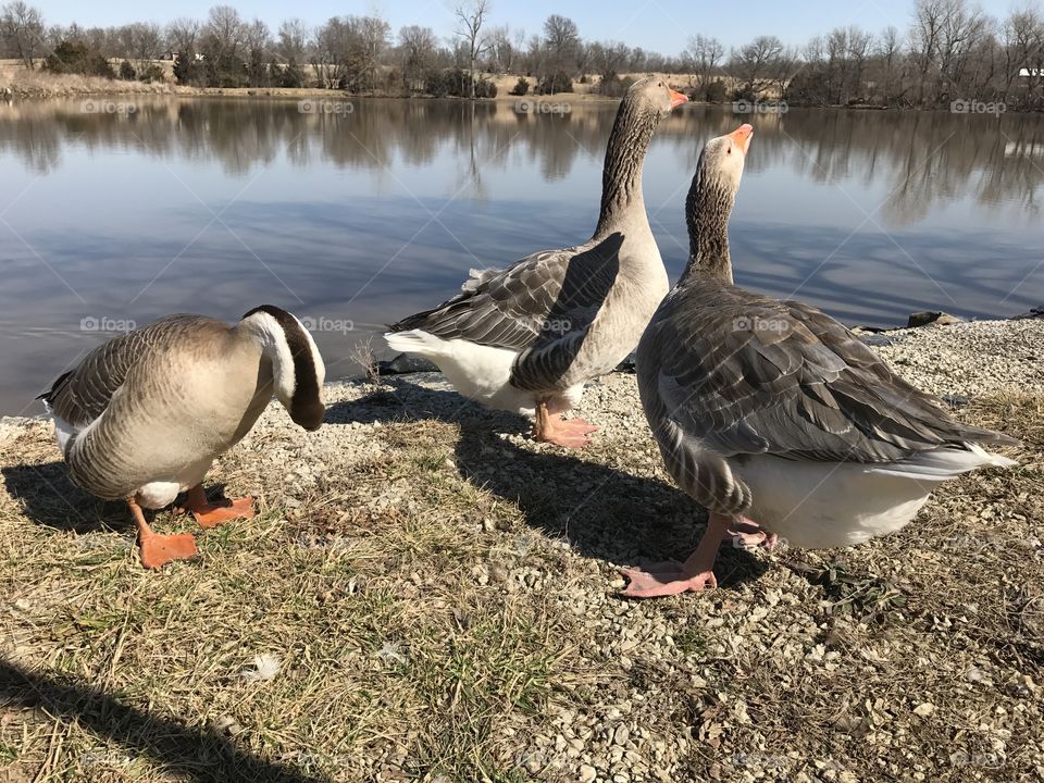 Three Geese