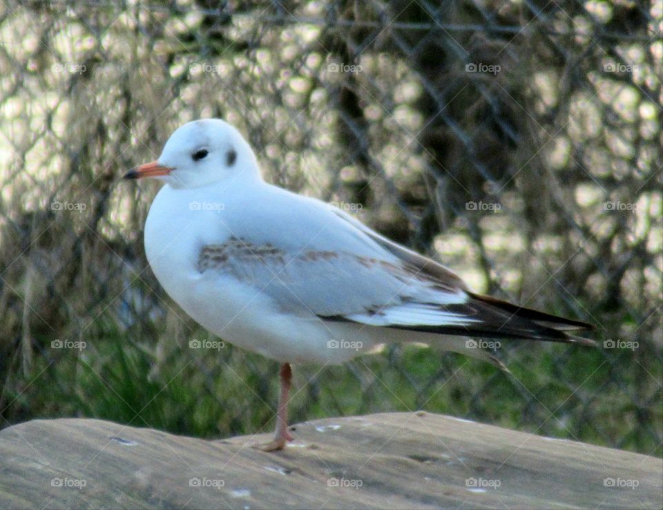 Black headed gull