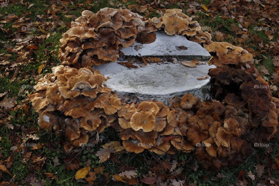 Tree stump with a wreath of mushrooms. a gift from mother nature.