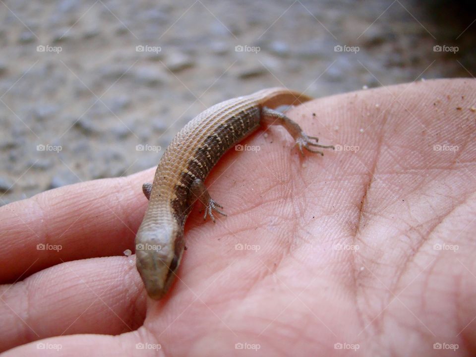 Hand holding lizard