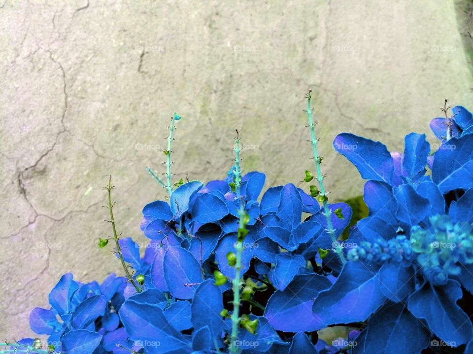 blue leaves of plant beauty.