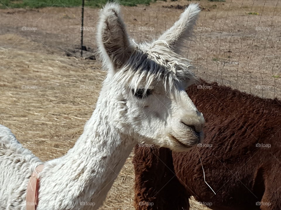 Close-up of two alpacas