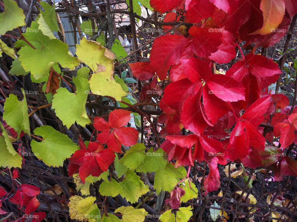 fall autumn leafs bucharest by verra212002