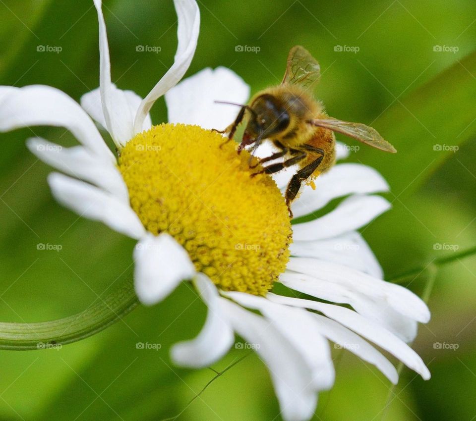 Honey bee collecting pollen from daisy 