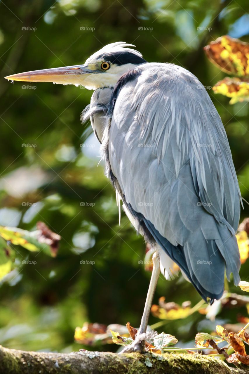 Gray heron